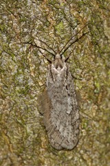 Semioscopis avellanella
