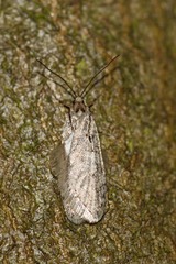 Semioscopis avellanella