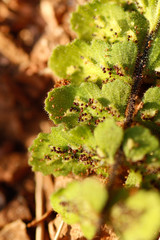 Asplenium petrarchae petrarchae