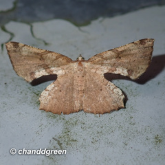 Corymica deducta