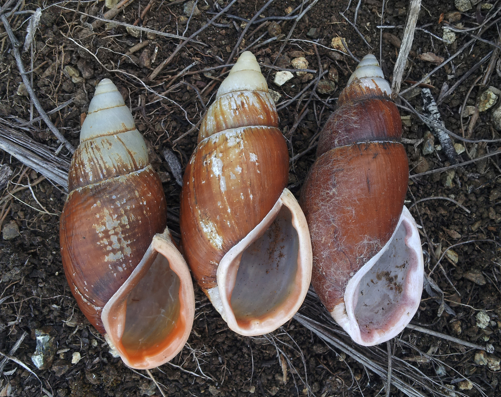 Bothriembryontidae