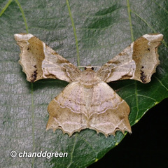 Krananda oliveomarginata