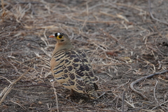 Pterocles quadricinctus