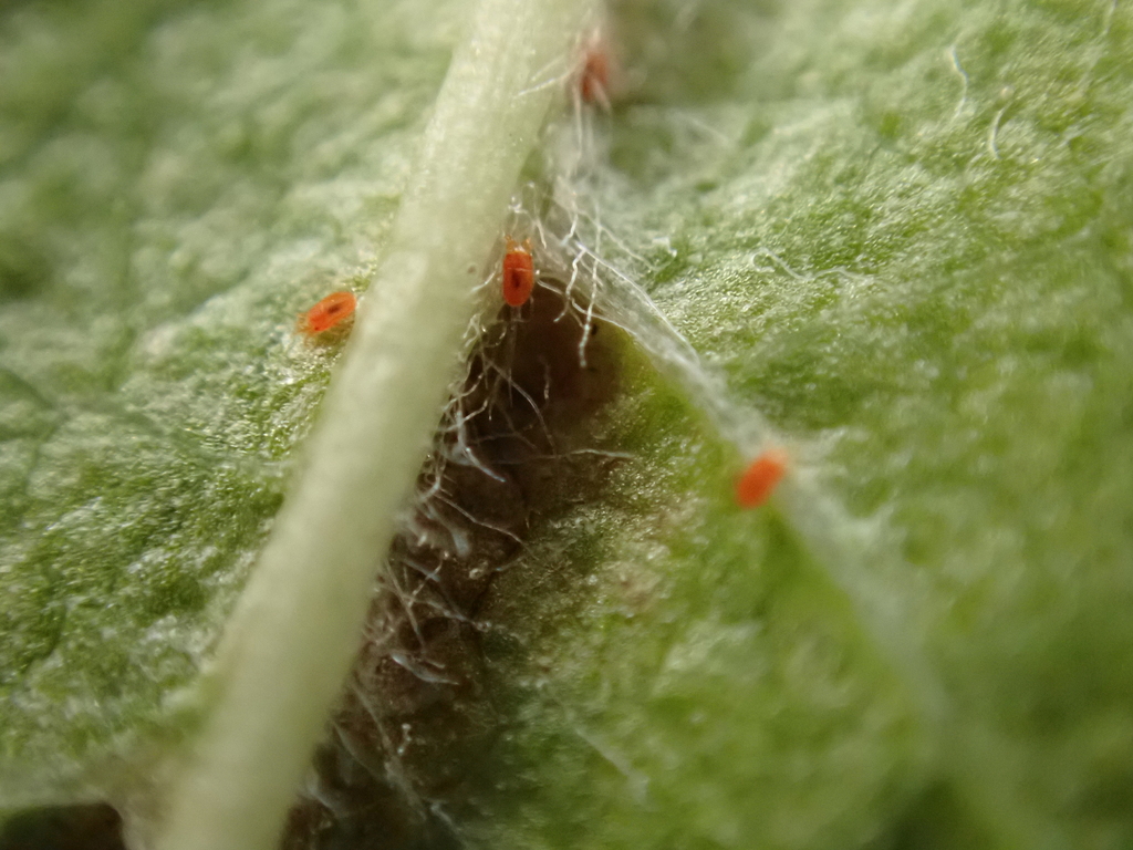 Hawthorn Spider mite from 64739 Höchst im Odenwald, Germany on ...