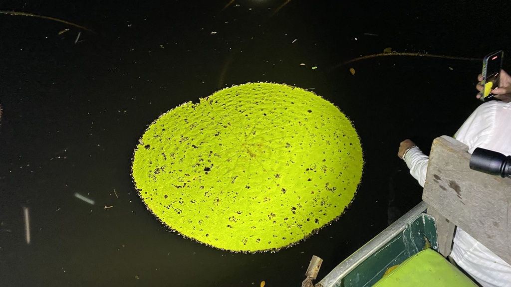 Colombian Giant Waterlily