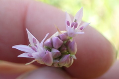 Allium drummondii