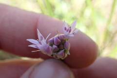 Allium drummondii