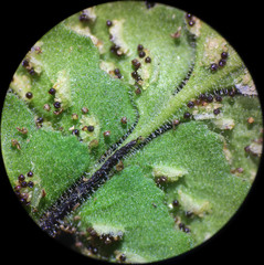 Asplenium petrarchae petrarchae