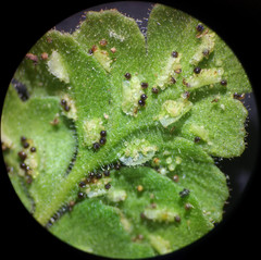 Asplenium petrarchae petrarchae