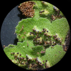 Asplenium petrarchae petrarchae