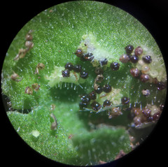 Asplenium petrarchae petrarchae