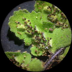 Asplenium petrarchae petrarchae