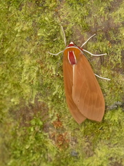 Amastus coccinator