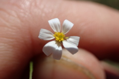 Chaetopappa asteroides