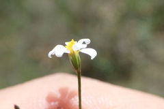 Chaetopappa asteroides