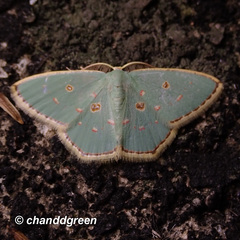 Comostola meritaria