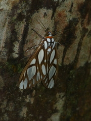 Robinsonia multimaculata