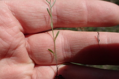 Chaetopappa asteroides