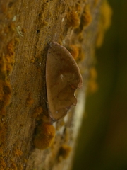 Hemiceras rufescens