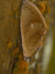 Hemiceras rufescens