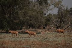 Alcelaphus buselaphus lelwel