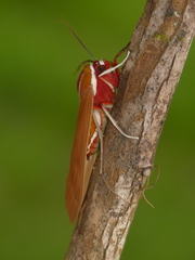 Amastus coccinator