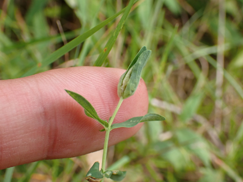 Dasineura hyperici