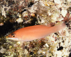 Pseudocheilinus evanidus