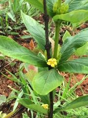 Fadogia homblei