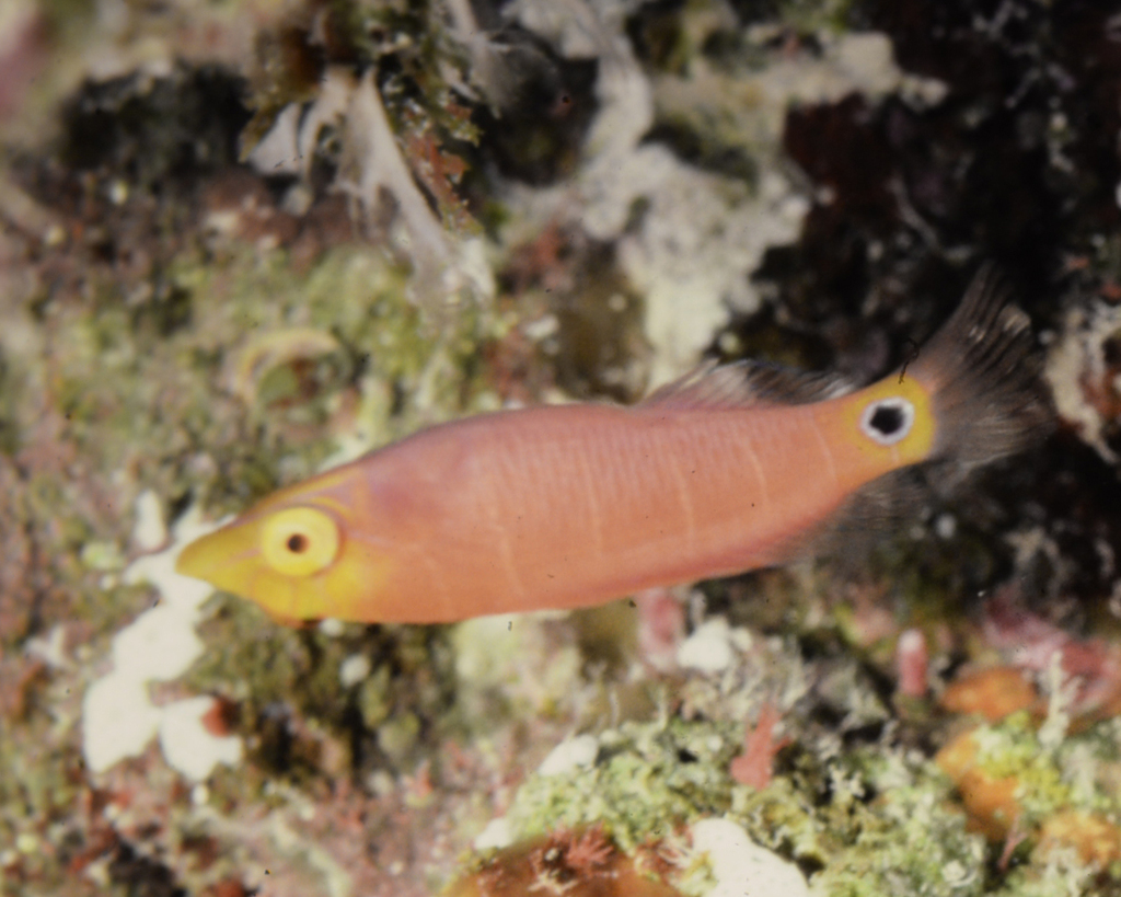 White-barred Pink Wrasse