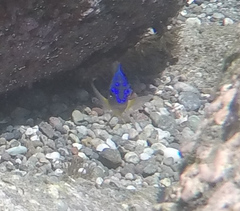 Microspathodon bairdii