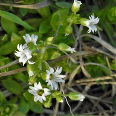 Cerastium brachypodum