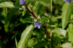 Hydrolea quadrivalvis