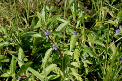 Hydrolea quadrivalvis