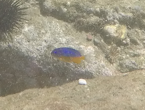 Microspathodon bairdii