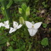 Ponthieva ephippium - Photo (c) Alfonsina Hernández Cardona, algunos derechos reservados (CC BY-NC), subido por Alfonsina Hernández Cardona