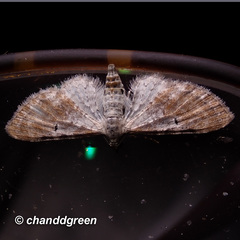 Eupithecia mundiscripta
