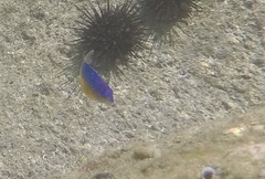 Microspathodon bairdii