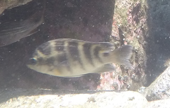 Abudefduf concolor