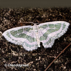 Pseudeuchlora kafebera