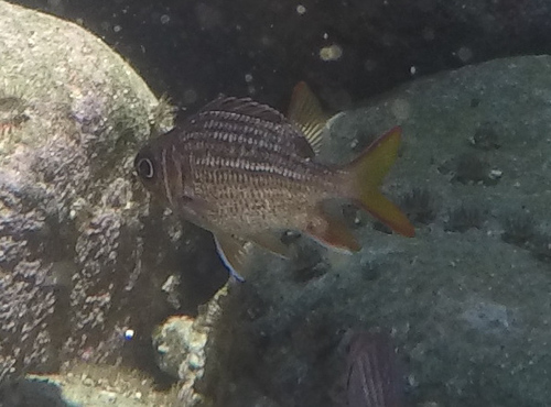Neoniphon suborbitalis