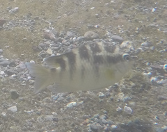 Abudefduf concolor