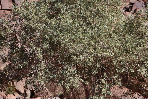Image of Maerua schinzii by (c) Tony Rebelo, some rights reserved (CC BY-SA)