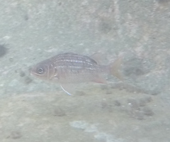 Neoniphon suborbitalis