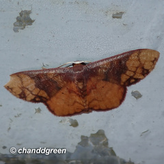 Metallaxis semipurpurascens