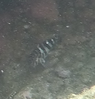 Cirrhitus rivulatus