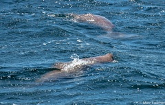 Dugong dugon