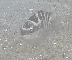 Abudefduf concolor