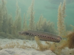 Genypterus tigerinus