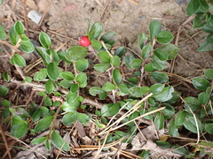 Cotoneaster ascendens